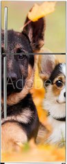 Samolepka na lednici flie 80 x 200, 230586450 - puppy german shepherd and welsh corgi in autumn leaves