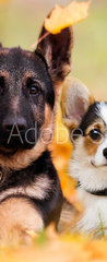 Samolepka na dvee flie 90 x 220, 230586450 - puppy german shepherd and welsh corgi in autumn leaves