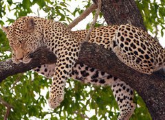 Samolepka flie 100 x 73, 23087097 - Leopard sleeping on the tree