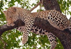 Fototapeta145 x 100  Leopard sleeping on the tree, 145 x 100 cm