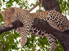 Fototapeta pltno 330 x 244, 23087097 - Leopard sleeping on the tree