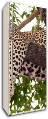 Samolepka na lednici flie 80 x 200, 23087097 - Leopard sleeping on the tree - Leopard sp na stromu