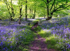 Fototapeta pltno 240 x 174, 23130044 - Blue bells forest