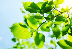 Samolepka flie 145 x 100  Green leaves with sun ray, 145 x 100 cm
