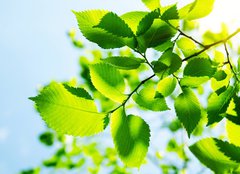 Fototapeta pltno 240 x 174, 23167480 - Green leaves with sun ray