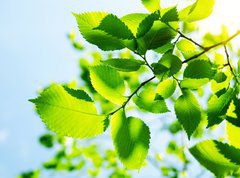 Samolepka flie 270 x 200, 23167480 - Green leaves with sun ray