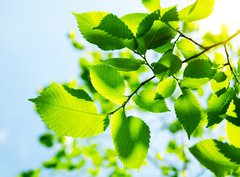 Fototapeta330 x 244  Green leaves with sun ray, 330 x 244 cm