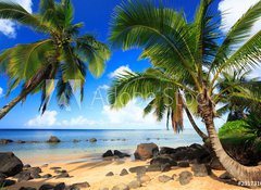 Samolepka flie 100 x 73, 231731646 - Palm trees in Kauai Hawaii in the morning