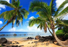 Fototapeta pltno 174 x 120, 231731646 - Palm trees in Kauai Hawaii in the morning