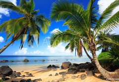 Fototapeta papr 184 x 128, 231731646 - Palm trees in Kauai Hawaii in the morning