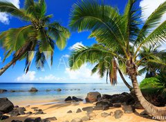 Fototapeta pltno 330 x 244, 231731646 - Palm trees in Kauai Hawaii in the morning
