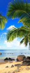 Samolepka na dvee flie 90 x 220, 231731646 - Palm trees in Kauai Hawaii in the morning