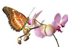 Fototapeta184 x 128  Schmetterling 37, 184 x 128 cm