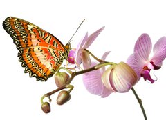 Fototapeta240 x 174  Schmetterling 37, 240 x 174 cm