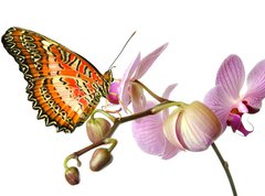 Samolepka flie 270 x 200, 23343836 - Schmetterling 37