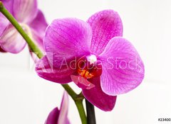 Fototapeta vliesov 100 x 73, 23400240 - orchid