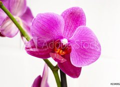 Fototapeta papr 160 x 116, 23400240 - orchid