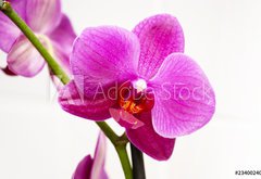 Fototapeta pltno 174 x 120, 23400240 - orchid