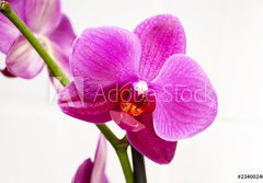 Fototapeta papr 184 x 128, 23400240 - orchid