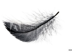 Samolepka flie 100 x 73, 234006556 - Single black floating feather on white background.