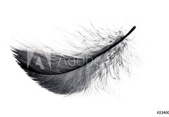 Samolepka flie 145 x 100, 234006556 - Single black floating feather on white background. - Jedin ern plovouc pe na blm pozad.