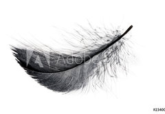 Samolepka flie 145 x 100, 234006556 - Single black floating feather on white background.