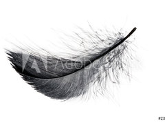 Samolepka flie 270 x 200, 234006556 - Single black floating feather on white background.