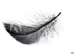 Fototapeta pltno 330 x 244, 234006556 - Single black floating feather on white background.