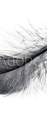 Samolepka na dvee flie 90 x 220, 234006556 - Single black floating feather on white background.
