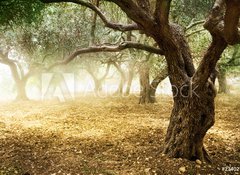 Fototapeta vliesov 100 x 73, 23402790 - Old Olive Trees - Star olivovnky