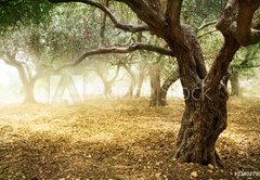 Fototapeta vliesov 145 x 100, 23402790 - Old Olive Trees