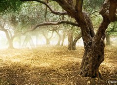 Fototapeta pltno 160 x 116, 23402790 - Old Olive Trees