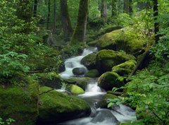 Fototapeta papr 360 x 266, 23470543 - Mossy waterfall