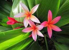 Samolepka flie 100 x 73, 23491751 - Plumeria flowers - Plumeria kvtiny