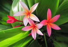 Samolepka flie 145 x 100, 23491751 - Plumeria flowers