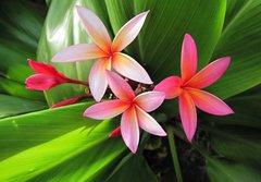 Fototapeta184 x 128  Plumeria flowers, 184 x 128 cm