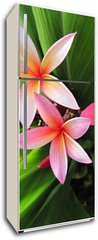 Samolepka na lednici flie 80 x 200  Plumeria flowers, 80 x 200 cm