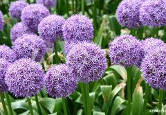 Samolepka flie 145 x 100, 23558133 - Giant Onion (Allium Giganteum) blooming in a garden - Giant cibule (Allium Giganteum) kvetouc v zahrad