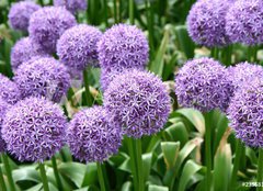 Fototapeta pltno 240 x 174, 23558133 - Giant Onion (Allium Giganteum) blooming in a garden