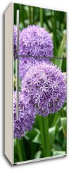 Samolepka na lednici flie 80 x 200, 23558133 - Giant Onion (Allium Giganteum) blooming in a garden