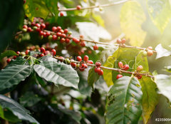 Fototapeta papír 160 x 116, 235909488 - Fresh coffee beans on bunch trees. - Čerstvá kávová zrna na parta.