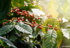 Fototapeta pltno 174 x 120, 235909488 - Fresh coffee beans on bunch trees.
