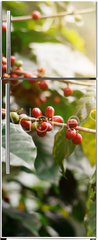 Samolepka na lednici flie 80 x 200, 235909488 - Fresh coffee beans on bunch trees.
