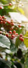 Samolepka na dvee flie 90 x 220, 235909488 - Fresh coffee beans on bunch trees.