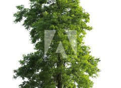Samolepka flie 100 x 73, 23591299 - Tree isolated - Strom izolovan