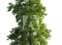 Samolepka flie 100 x 73  Tree isolated, 100 x 73 cm