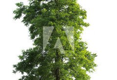 Samolepka flie 145 x 100, 23591299 - Tree isolated - Strom izolovan