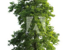 Fototapeta papr 184 x 128, 23591299 - Tree isolated - Strom izolovan