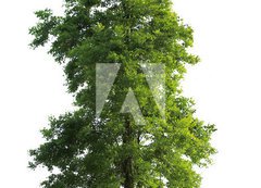 Samolepka flie 200 x 144, 23591299 - Tree isolated - Strom izolovan