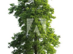 Fototapeta330 x 244  Tree isolated, 330 x 244 cm